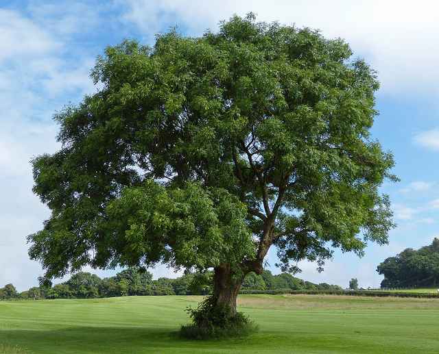 What Type Of Wood Is Ash Tree At Ryan Strader Blog